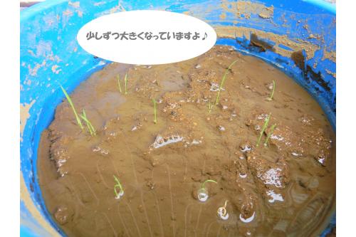 <span style='color:#ff7f00;'>屋根のない、日当たりの良い場所</span>に置いて<br>水を<span style='color:#3399ff;'>2cm</span>ほど溜めて育てます<span style='color:#ff2d96;'>(*^^*)</span><br><br>日差しをいっぱい浴びて<br>すくすくと成長していますよ<span style='color:#ff0000;'>♥</span><br><br>次回のブログもお楽しみに<span style='color:#8eff1e;'>♪</span>