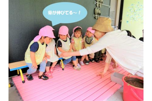 事前に土の表面に水が<br>たまらないくらいの水を入れ、<br><span style='color:#ff8c19;'>少し間隔をあけて</span>種もみをまいていきます<span style='color:#19ff8c;'>!</span><br><span style='color:#9328ff;'>深さ6~7mm(種もみ2つ分)</span>ほどで<br>指を押し込み、土を被せてください<span style='color:#ff0000;'>★</span>