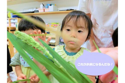 もう少しで<span style='color:#33ff33;'>稲刈り</span>です<span style='color:#3d9eff;'>!</span><br><br>どのようにして食べ物はできているのか<br>子どもたちに感じてもらえると嬉しいです<span style='color:#ff38ff;'>(*^^*)</span><br><br>次回のブログもお楽しみに<span style='color:#2dffff;'>★</span>