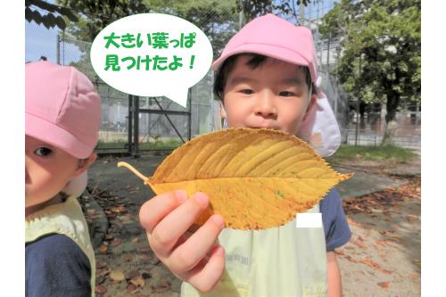 公園には様々な色の落ち葉が<br>たくさんありました<span style='color:#ff9328;'>☆</span><br><br>子どもたちは<span style='color:#ff2d2d;'>大きな葉っぱ</span>を<br>見つけると大喜び<span style='color:#3d3dff;'>!</span><br><br>「見て!大きいよ!」<br>「黄色いね<span style='color:#ff9328;'>(*^^*)</span>」<br>と言って見せてくれましたよ<span style='color:#ff28ff;'>♪</span><br><br>大小の違いもしっかりと<br>理解できています<span style='color:#962dff;'>♪</span>