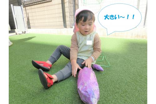 <span style='color:#2828ff;'>つたについている</span>お芋もあり、<br>引っ張ってたくさんのお芋を<br>獲ることができました<span style='color:#ff9328;'>★</span><br><br>出てきたお芋の大きさに<br>びっくりしていた子どもたち<span style='color:#ff2d2d;'>!</span><br><br>お芋の大きさを比較していましたよ<span style='color:#ff28ff;'>♪</span>
