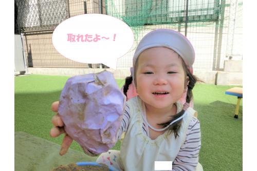 土の中から<span style='color:#9123ff;'>お芋</span>が顔を出すと、<br>子どもたちは<span style='color:#28ff28;'>「お芋だ!」</span>と<br>大喜び<span style='color:#ff23ff;'>(*^^*)</span><br><br>獲れたお芋を嬉しそうに<br>見せてくれました<span style='color:#ff962d;'>♪</span>