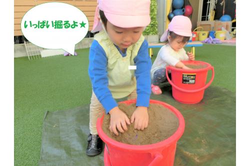 土の中に埋まってある<span style='color:#9123ff;'>さつまいも</span>を<br>手で掘り起こしていきますよ<span style='color:#ff2391;'>♪</span><br><br><span style='color:#ff23ff;'>うさぎチーム(2歳児)</span>のバケツには<br>少し深めに入っていて、<br>一生懸命掘ってくれました<span style='color:#ff9328;'>★</span>
