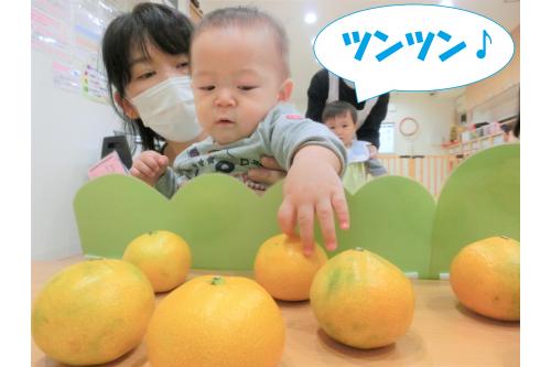 次のみかんはどこかな？と探しているとなんと<span style='color:#00ff00;'>本物のみかん</span>を発見。<br><br><br>実はこれは先日先生たちが「チェリッシュ保育園」の親睦会で行った”みかん狩り”の<span style='color:#ff007f;'>お土産</span>なのです！<br>