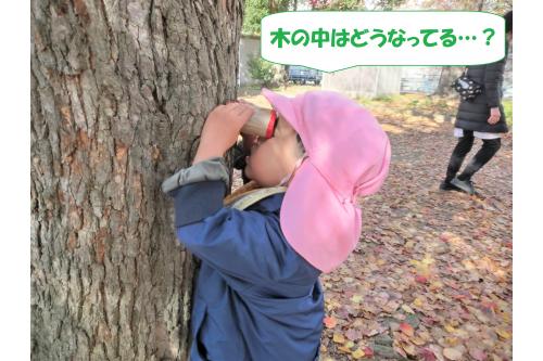 こんなに近くで観察する子も…！<br><br>木の皮の形から<br><span style='color:#ff007f;'>「ここにふくろうがいるよ」</span>と教えてくれる姿も<span style='color:#ffff00;'>★</span><br>色んなものに見える想像力に驚かされる日々です<span style='color:#00ff00;'>♪</span>