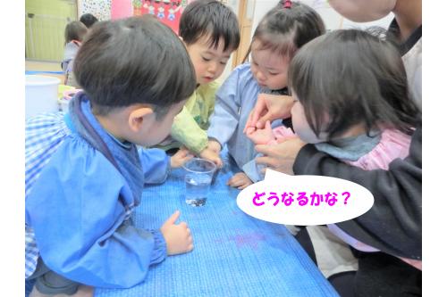 まずは乾燥ワカメを水の中に入れてみました！<br><br>普段、目にしているワカメとは大きさも形も<br>硬さも違うので水の中に入れるとワカメが<br>どうなるのか<span style='color:#ff00ff;'>興味津々</span>な子ども達(^_^)<br>
