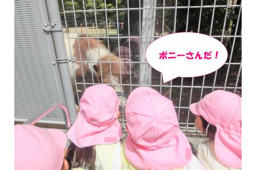 災害時避難場所の<br>教育大附属中・高からの帰り道に<br>かわいい<span style='color:#ff7f00;'>ポニー</span>を発見！<br><br>「<span style='color:#00ffff;'>おーい！</span>」と呼びかけ<br><span style='color:#ff3d9e;'>大興奮</span>でした(<span style='color:#ff007f;'>*</span>^^<span style='color:#ff007f;'>*</span>)<br><br>次回のブログもお楽しみに<span style='color:#7f00ff;'>♪</span>
