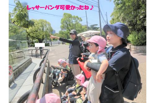 <span style='color:#ff8e1e;'>お弁当</span>を食べる場所に<br>向かっている途中に<br><span style='color:#ff2323;'>【レッサーパンダ】</span>が!<br><br>一緒に<span style='color:#9123ff;'>寝ていたり</span>、<br><span style='color:#28ff28;'>木に登って</span>いたりと<br>様々な姿に目を奪われていました<span style='color:#ffff33;'>(*^^*)</span>
