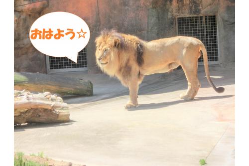 眠っていることが多い<span style='color:#8e1eff;'>【ライオン】</span>ですが、<br><span style='color:#1e1eff;'>朝1番</span>ということもあり、<br>元気に動き回る姿が見られました<span style='color:#23ffff;'>!</span><br><br>ライオンを見ると、<br><span style='color:#28ff28;'>「がおー!」</span>とライオンに向かって<br>していましたよ<span style='color:#ffff23;'>♪</span>