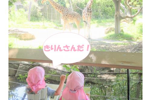 次に見たのは<span style='color:#ffff23;'>【きりん】</span>です!<br><br>移動中に<span style='color:#ff1e1e;'>ちらりと</span>見えたときに<br><br><span style='color:#9123ff;'>「きりんだー!」</span>と、<br>口々に言っていましたよ<span style='color:#2391ff;'>(*^^*)</span>