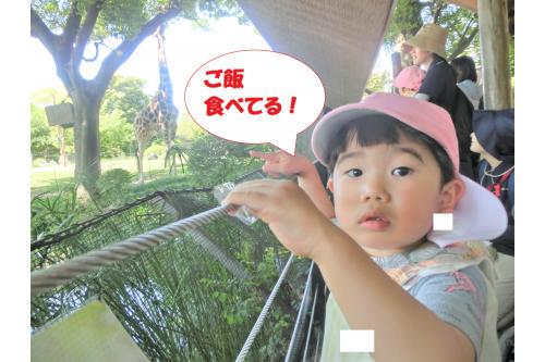 きりんは<span style='color:#28ff93;'>朝ご飯</span>を食べていました。<br><br><span style='color:#ff8c19;'>「美味しいのかな?」</span>と<br><span style='color:#ff1e1e;'>不思議</span>そうなお顔で<br>観察していましたよ<span style='color:#ff1eff;'>(*^^*)</span>