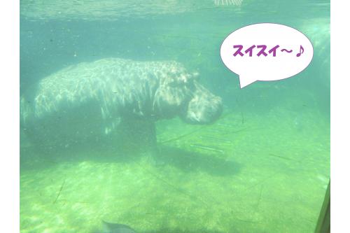 水の中の<span style='color:#ff9328;'>【カバ】</span>は<br>ずっとお尻を向けていましたが、<br><span style='color:#ff1919;'>じーっと</span>観察していると、<br>お顔を見せてくれました<span style='color:#ff28ff;'>♪</span>