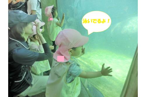 同じ水槽の中にいる<span style='color:#23ffff;'>魚</span>にも<br><span style='color:#ffff28;'>興味津々!</span><br><br><span style='color:#ff8c19;'>かば</span>がこちらに向かって<br><span style='color:#ff1e1e;'>泳いで</span>きてくれて、<br>とても<span style='color:#ff33ff;'>嬉しそう</span>に見ていました(*^^*)<br>