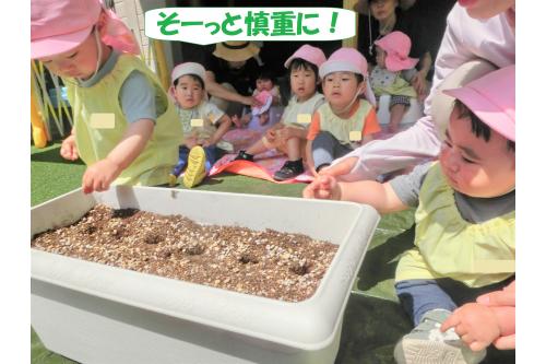 植え付けは<span style='color:#ff7f00;'>ひまわり</span>から！<br><br><br>種を一つずつ穴に入れて<br>優しく土をかぶせる作業。<br><br><br><span style='color:#ff007f;'>りすチーム(１歳児)</span>も<br>真剣な表情です<span style='color:#7fff00;'>(^-^)</span>
