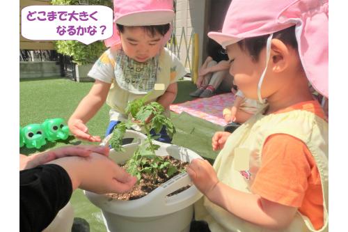 野菜は<span style='color:#ff0000;'>ミニトマト</span>と<span style='color:#00ff00;'>オクラ</span>の<br>苗を植えました。<br><br><br><span style='color:#007fff;'>「どこにトマトある？」</span><br><span style='color:#7f00ff;'>「大きくなるかな～」</span>と<br>お話しながら植え付けてくれましたよ<span style='color:#ffff00;'>★</span>