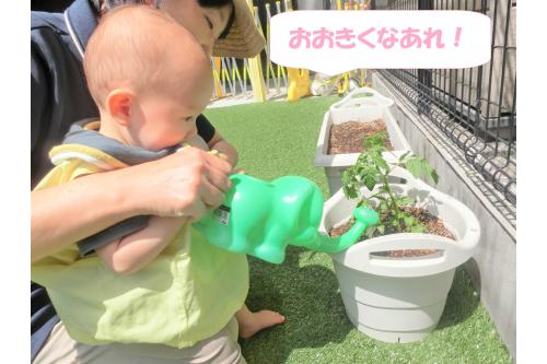 水やりは<span style='color:#ff7f00;'>ひよこチーム(０歳児)</span>も<br>チャレンジ！<br><br><br>保育者と一緒に上手に<br><span style='color:#007fff;'>水やり</span>をしてくれました。<br><br>きらきらと光る水に<br><span style='color:#7f00ff;'>興味津々</span>です！<br><br><br>みんなで大切に<br>育てていけたらと思います<span style='color:#00ffff;'>♪</span><br><br>また、次回のブログもお楽しみに<span style='color:#ffff00;'>★</span>