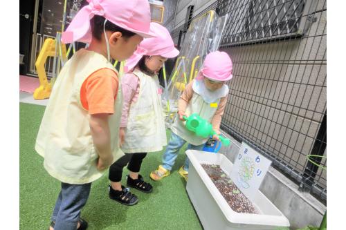 「おおきくな～れ！」「まだみずいるかな？」と<br>お友だちとお話ししながら<span style='color:#1e8eff;'>水やり</span>をしています。<br><br>お友だちが<span style='color:#00ffff;'>水やり</span>している様子を<br>じっと見ながら<span style='color:#00ff00;'>自分の順番</span>の時に<br>「こうするのか～！」と予行練習<br>しているようです<span style='color:#ff007f;'>♪</span>