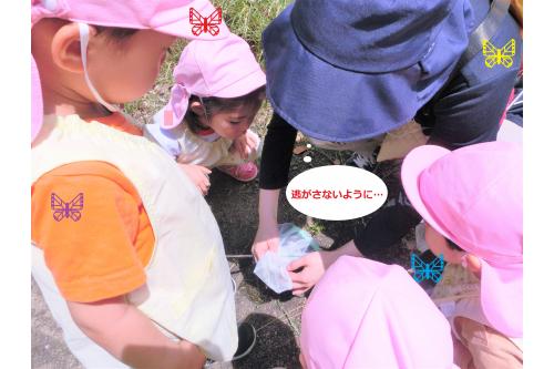 捕まえた蝶々は逃さないように<br>そ～っと虫かごの中へ！<br><br>子どもたちの<span style='color:#ff7070;'>熱い視線</span>を独り占め<br>しました(^^♪<span style='color:#ffbc7a;'>（笑）</span>