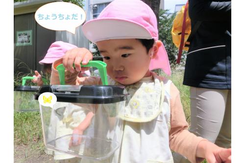 虫かごを順番に持ってじっくり観察し、<br>新しい蝶々を探しに再び公園内を<br>散策しました<span style='color:#ff75ba;'>(^^)</span><br><br>蝶々は全部で<span style='color:#af60ff;'>３匹</span>捕まえることができ、<br>「こんどは○○ちゃん（くん）、<br>じぶんでつかまえる～♪」と<br>次の<span style='color:#a0ff42;'>虫取り</span>を楽しみにしています。<br><br>また蝶々以外の虫も探してみたいと思います<span style='color:#ff962d;'>(^^)/</span><br>次回のブログもお楽しみに<span style='color:#ff7abc;'>♪</span>