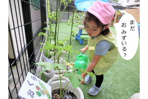 <span style='color:#ff7f00;'>５月</span>に野菜を植えてもう<span style='color:#ff007f;'>２ヶ月…</span><br>子どもたちが毎日のお当番活動で<br><span style='color:#00ffff;'>水やり</span>をお手伝いしてくれて<br>ぐんぐん大きくなりました<span style='color:#ff0000;'>！！</span>