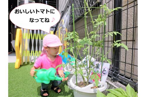 毎日の水やりでは<br>小さな発見がいっぱい(^^<span style='color:#5656ff;'>♪</span><br>「あ！おはなさいてる」<br>「<span style='color:#5bffad;'>みどり</span>の<span style='color:#ff7575;'>トマト</span>できてるよ～」と<br><br>とても嬉しそうに教えてくれます。<br>