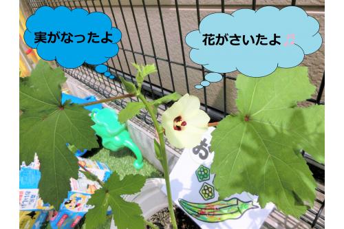トマト以外にもオクラに<br><span style='color:#ff70ff;'>花</span>が咲いたり、<span style='color:#70ff70;'>実</span>がなったり…。<br><br>毎日の水やりをとっても楽しみにしています<span style='color:#ffba75;'>！</span>