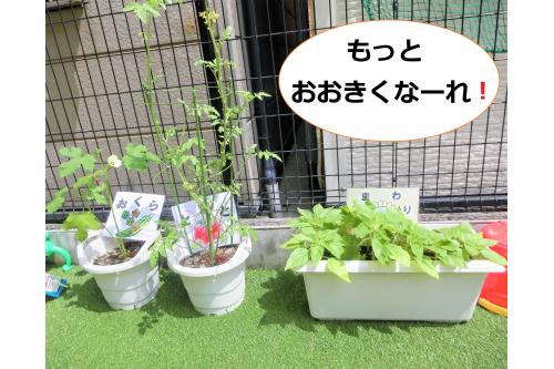 <span style='color:#00ff00;'>オクラ</span>と<span style='color:#ff5656;'>トマト</span>の収穫は<br>もうすこしかな？<br><br>「はやく<span style='color:#ff2d2d;'>とまと</span>たべたいよ～」と<br>と<span style='color:#ff3333;'>赤く</span>なるのが待ち遠しい子どもたちです<span style='color:#7070ff;'>(^^)</span><br><br>次回のブログでは子どもたちが<br>嬉しそうに<span style='color:#ff6bb5;'>収穫</span>している様子を<br>お届けしたいと思います<span style='color:#af60ff;'>♬</span><br><br>次回のブログもお楽しみに<span style='color:#ffff00;'>★</span>