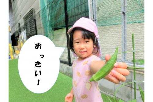 まずは<span style='color:#00ff00;'>「おくら」</span>です!<br><br>最初は生長が遅く、「できるのかな?」<br>と心配していましたが、<br>子どもたちが<span style='color:#ba75ff;'>毎日</span><span style='color:#7575ff;'>水やり</span>をしてくれたので<br>こんなに<span style='color:#ff7f00;'>大きな</span><span style='color:#00ff00;'>オクラ</span>が収穫できました<span style='color:#ff0000;'>!</span>
