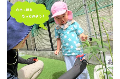 収穫するのが<span style='color:#ff7abc;'>初めて</span>で「ここ?」と<br>先っぽを持っていた子どもたち(<span style='color:#ff00ff;'>*</span>^^<span style='color:#ff00ff;'>*</span>)<br><br>先生がハサミで<span style='color:#ff8914;'>ちょきん!</span>と<br>切る様子を<span style='color:#007fff;'>ジーっと</span>見ていました☆<br>