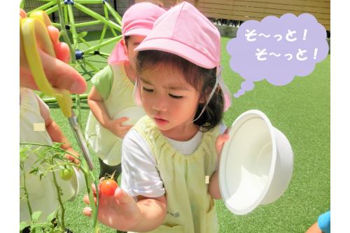 次は<span style='color:#ff0000;'>「トマト」</span>です<span style='color:#ff7f00;'>!!</span><br><br><span style='color:#0000ff;'>ポロリ</span>と取れないように<br>そ~っと、そ~っと<span style='color:#ff0000;'>トマト</span>を持ち、<br>またまた先生が切るのを<br><span style='color:#ff7f00;'>ジーっと</span>見ていました(^_^)<br>