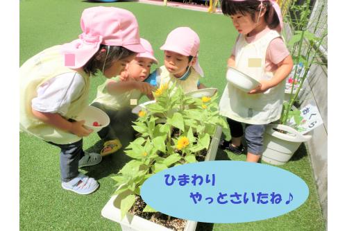 忘れてはいけないのが<span style='color:#ff7f00;'>「ひまわり」</span>です<span style='color:#ff0000;'>!</span><br><br><span style='color:#808080;'>種</span>から植えて、<br><span style='color:#00ff00;'>葉っぱ</span>ができるまでは早かったのですが<br>なかなか<span style='color:#ffa347;'>つぼみ</span>ができず…。<br><br>それでも諦めずに毎日お水をあげると<br>やっと、<span style='color:#ff007f;'>お花</span>が咲きました<span style='color:#ff7f00;'>(^_^)</span><br>「ひまわりさいてるー!」と子どもたちも<br><span style='color:#ff7575;'>大はしゃぎ</span>でした<span style='color:#ff00ff;'>♪</span><br><br>夏は<span style='color:#ff7f00;'>まだまだ</span>始まったばかりですが<br>子どもたちの<span style='color:#0000ff;'>成長</span>をたくさん見ることができ、<br>一緒にいろいろな経験ができて嬉しいです<span style='color:#ff0000;'>!</span><br><br><span style='color:#ff00ff;'>ブログ</span>を通して園でしか見れない<br>子どもたちの様子を<br>引き続き紹介していきますね<span style='color:#00ff7f;'>(^_^)</span><br><br>次回のブログもお楽しみに<span style='color:#ffff00;'>★</span>