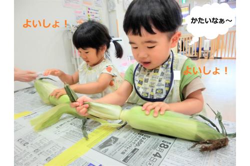 絵本を見た後は<span style='color:#00ff00;'>皮むき</span>に挑戦<span style='color:#ff007f;'>!!</span><br>「一枚ずつ<span style='color:#ffba75;'>お洋服(皮)</span>を脱がせてあげてね」<br>と先生が伝えると<br><br>「かたいよー」「とうもろこしどこ?」と<br>一生懸命一枚ずつ<span style='color:#3838ff;'>皮</span>をむいていました(^^<span style='color:#ff00ff;'>♪</span>