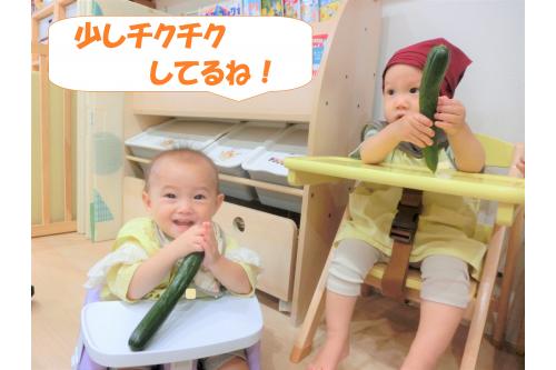 <span style='color:#00ff00;'>きゅうり</span>ってどんなお野菜?と<br>早速触ってみました!<br><br><br><span style='color:#ff7f00;'>「つるつる?」</span><br><span style='color:#0000ff;'>「なんかとげとげしてるんじゃない?」</span><br><span style='color:#ff007f;'>「かったいねえ~!」</span>と<br>思い思いの感想を<br>聞かせてくれました<span style='color:#ffff00;'>★</span>