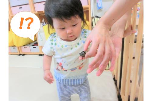 園庭に遊びに来ていた<br><span style='color:#ff007f;'>せみ</span>を捕まえて保育室に<br>連れて行ってみました!<br><br>ひよこチーム(0歳児)は<br><span style='color:#ff7f00;'>「なんだ!?」</span>と少し驚いた様子。<br>