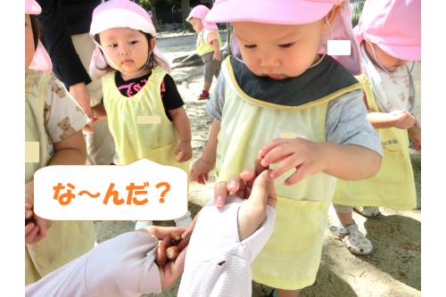 公園内には<br>たくさんの<span style='color:#00ff00;'>どんぐり</span>が!<br><br><br><span style='color:#ff7f00;'>ひよこチーム(0歳児)</span>は<br><span style='color:#0000ff;'>「なにこれ!?」</span>と<br>少し驚いた様子でしたが<br>ちょんちょんと<br>触っていましたよ<span style='color:#7f00ff;'>♪</span>