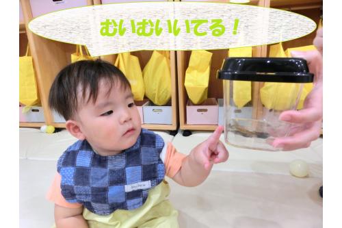 <span style='color:#75ff75;'>「むいむい!」</span><br>と、虫がいるということを<br>指差しと言葉で教えてくれました<span style='color:#ff75ff;'>(*^^*)</span><br><br>虫かごをつんつん触ったり<br><span style='color:#75baff;'>じーっと真剣な表情</span>で見つめていましたよ<span style='color:#ffba75;'>(^^♪</span><br>虫にも興味を持ってくれたようです!<br>
