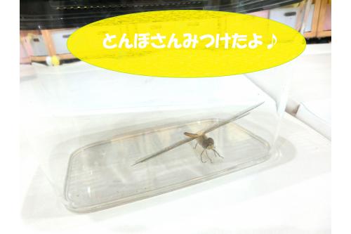園庭に大きな<span style='color:#ff7575;'>とんぼ</span>がやってきました!<br><br>虫かごに入れて子どもたちと一緒に<br><span style='color:#ff7575;'>とんぼ</span>を観察しました<span style='color:#75ff75;'>♪</span><br>子どもたちは<br>どんな反応を見せてくれるでしょうか<span style='color:#ff75ba;'>(^^)?</span>