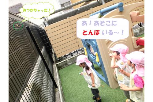 遊びの途中で<span style='color:#7aff7a;'>園庭</span>に<br><span style='color:#ff7abc;'>小さなお友達</span>が遊びに来てくれました<span style='color:#ff0000;'>！</span><br><br>「みて～！あそこに<span style='color:#ffbc7a;'>とんぼ</span>がいるよ<span style='color:#7affbc;'>♪</span>」<br>「ほんとだ<span style='color:#ff7f00;'>！</span>どこからきたのかな<span style='color:#7a7aff;'>？</span>」<br><br>そっと捕まえて<span style='color:#ff7aff;'>観察</span>することにしました<span style='color:#7affff;'>(^^)</span>
