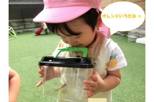 「なにいろなのかな？」「<span style='color:#ffbc7a;'>オレンジ</span>じゃない？」と<br><span style='color:#ff7abc;'>じっくり観察</span>して話をする子どもたち。<br><br>「ちょっと<span style='color:#7aff7a;'>ちいさい</span>からあかちゃんかな？」<br>「<span style='color:#ff7aff;'>おかあさん</span>はどこだろう？」と<span style='color:#7abcff;'>いろいろ</span>な<br>発見から<span style='color:#bc7aff;'>会話</span>を楽しんでいました<span style='color:#ffff00;'>★</span>