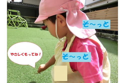 逃がしてあげるときも<br><span style='color:#7affff;'>そ～っと</span>、<span style='color:#7affff;'>そ～っと</span>優しく羽を持ち、<br>「またねー」と声をかけていました<span style='color:#ff7aff;'>♪</span>