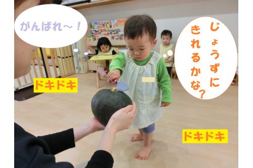 <span style='color:#ff7f00;'>かぼちゃ</span>の中はどうなっているのかな…<span style='color:#7aff7a;'>?</span><br>先生だけの力では切れなかったので<br>子どもたちにも<span style='color:#7abcff;'>トントン</span>と<br><span style='color:#7affff;'>おままごとの包丁</span>で<span style='color:#bc7aff;'>お手伝い</span>してもらいました(<span style='color:#ff007f;'>*</span>^^<span style='color:#ff007f;'>*</span>)<br>