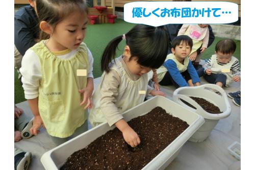 <span style='color:#ff7f00;'>「やさしくお布団(土)をかけてあげてね」</span>と<br>伝えていたのでそーっとそーっと<br>植え付けをしてくれました<span style='color:#ffff00;'>★</span>
