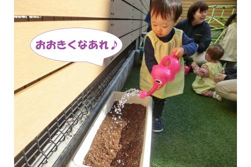 仕上げにみんなで<br>お水をあげました<span style='color:#0000ff;'>(^-^)</span><br><span style='color:#ff7f00;'>おおきくなあれ</span>と言いながら<br>たくさん水やりをしてくれましたよ！<br>
