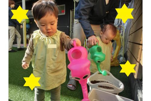 本来植え付けの時期でない<br>タイミングでの植え付けとなったので<br><span style='color:#ff007f;'>「成長するのか？」</span><span style='color:#7f00ff;'>「実をつけるのか？」</span><br>とわからないことが多々ありますが<br>子どもたちと<span style='color:#00ff00;'>大切に</span>育てていけたら<br>いいなと思います。<br><br>毎日りすチーム、うさぎチームから<br>一人ずつ<span style='color:#00ff00;'>お当番で水やり</span>を<br>頑張ってもらおうと思っています！<br><br>お家でもぜひその時の様子を<br>聞いてみてくださいね<span style='color:#00ffff;'>(^-^)</span><br><br>また、次回のブログもお楽しみに<span style='color:#ffff00;'>★</span>