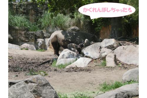 <span style='color:#7f00ff;'>大きなサイ</span>が!<br>岩場にかくれんぼしていました<span style='color:#00ffff;'>(^^♪</span><br><span style='color:#007fff;'>「サイのつの~♪」</span>という手遊びが好きな子どもたちは<br>サイのつのがどこにあるか探そうと<br>頑張って目を凝らしていましたよ<span style='color:#ffff00;'>★</span>
