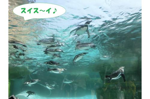 <span style='color:#7fbfff;'>ペンギン</span>が!<br><br>気持ちよさそうに<br><span style='color:#00ff00;'>スイスイ泳ぐ姿</span>に<br>子どもたちも釘付けでした<span style='color:#ffff00;'>★</span>