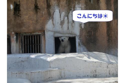 <span style='color:#00ff7f;'>しろくま</span>が<br>顔を出してくれました<span style='color:#ffff00;'>★</span><br>そのあとは勢いよく<br><span style='color:#ff007f;'>プールに飛び込む</span>姿も見せてくれて<br><span style='color:#ff7f00;'>「ばっしゃーんした!」</span>と<br>大喜びでした<span style='color:#00ffff;'>(^^♪</span>