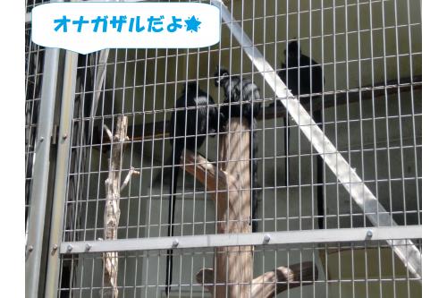 <span style='color:#0000ff;'>オナガザルの家族</span>が♡<br><br>赤ちゃんを抱っこしている姿を見て<br><span style='color:#ff007f;'>「かわいいおさるさん!」</span>と<br>言っていました!<br>