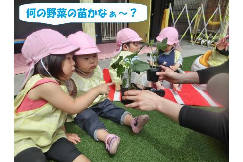 まずは<span style='color:#00ff00;'>苗の観察。</span><br>オクラの苗を植えたのですが<br><span style='color:#007fff;'>「葉っぱチクってしたよ！」</span>など実際に触れた感想を<br>教えてくれました<span style='color:#ffff00;'>★</span>