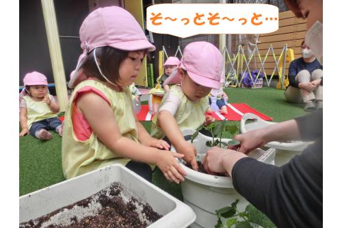 植木鉢に植えるときは<br><span style='color:#ff7f00;'>やさしくそ～っと植えようね</span>の<br>お話を聞いて優しく植えてくれました！<br>